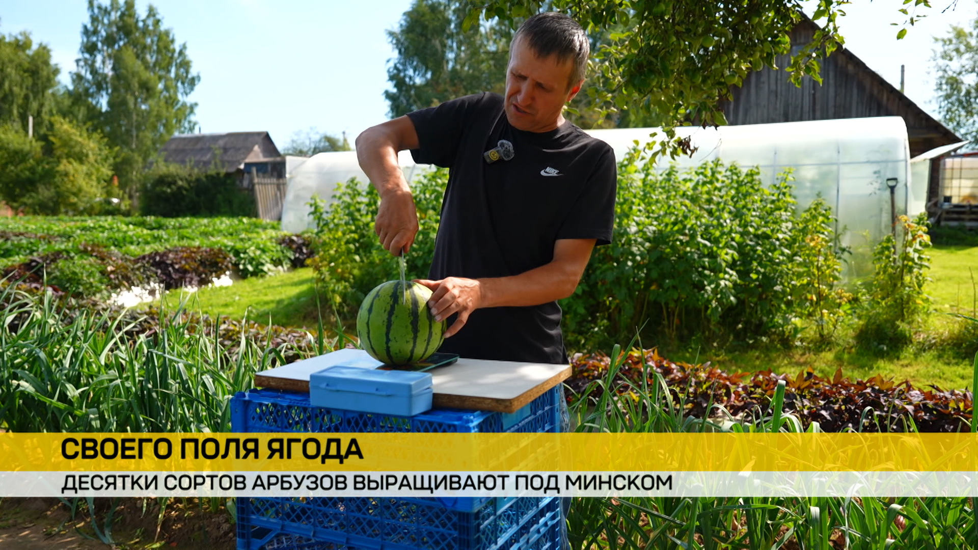 Белорус на своей земле выращивает 28 сортов арбуза